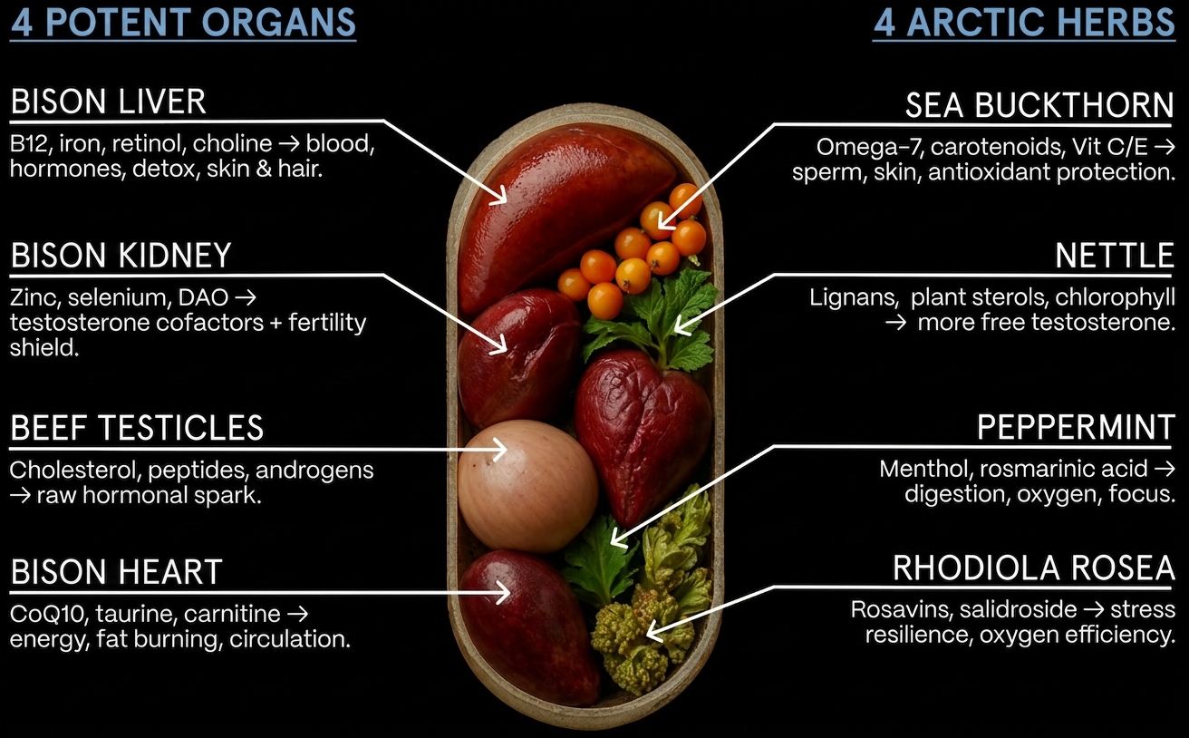 4 Potent Organs and 4 Arctic Herbs diagram